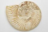 Jurassic Ammonite (Perisphinctes) Fossil - Madagascar #203920-1